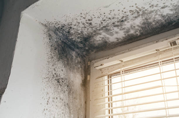 Affordable Crawl Space Mold Removal solutions in Stirling, NJ